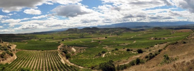 vista de un vinedo natural